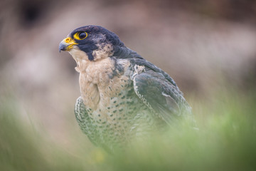 peregrine bird