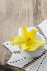 Single daffodil flower in white ceramic pot on wooden background