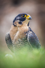 peregrine bird