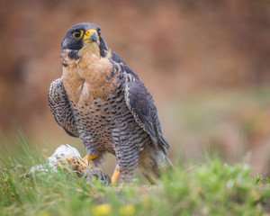 peregrine bird