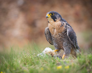 peregrine