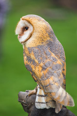 Barn Owl bird