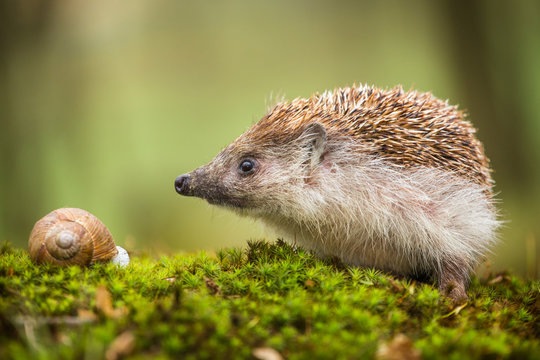 Eastern European Hedgehog