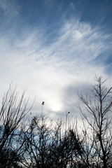 bare tree branches against the sky