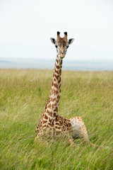 giraffe