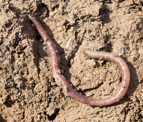 a worm on the ground. Macro