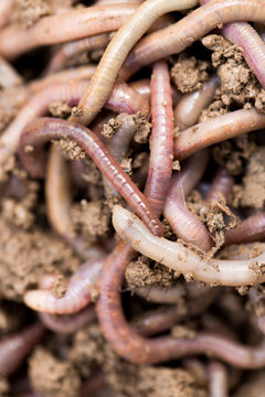 a worm on the ground. Macro