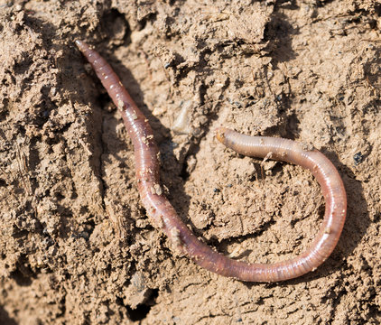 a worm on the ground. Macro