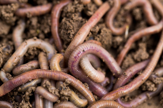 a worm on the ground. Macro