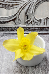 Single daffodil flower in white ceramic pot on wooden background
