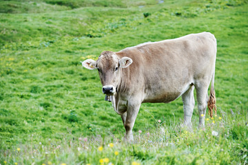 Brown cow on green grass pasture