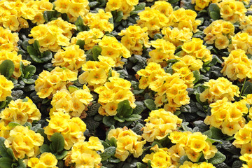 Yellow Primula