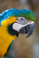 Parrot Blue Gold Macaw