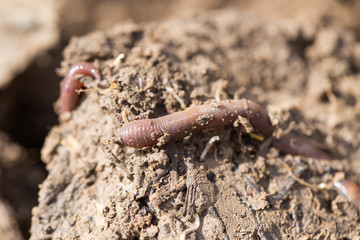 a worm on the ground. Macro