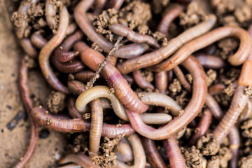 Obraz premium a worm on the ground. Macro