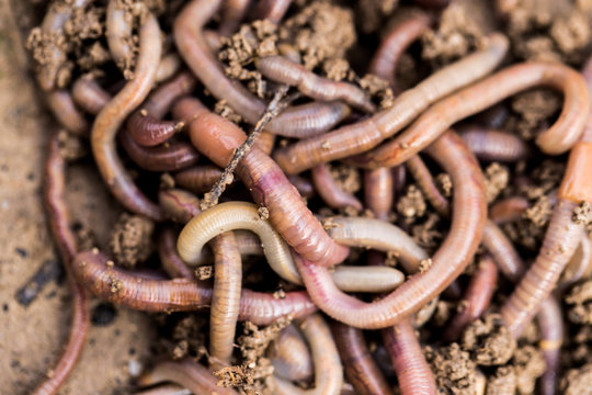 a worm on the ground. Macro