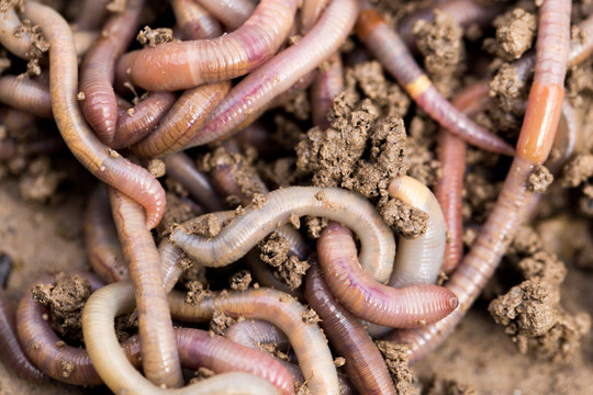 a worm on the ground. Macro