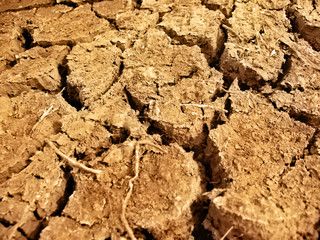 Dried, cracked earth