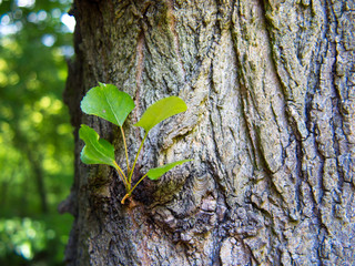 bark and new branch with leaves of tree in forest. Nature.