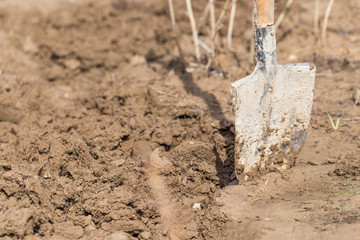 Fototapeta premium Shovel in the soil