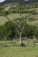 Parco statale di Pedra da Boca, Paraiba Brasil
