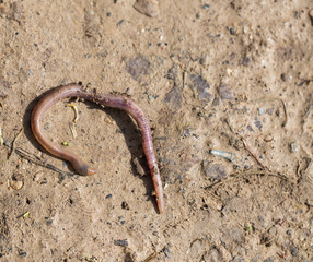 a worm on the ground. Macro