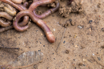 a worm on the ground. Macro