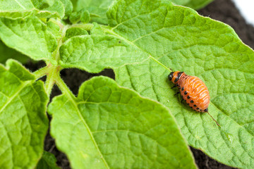 Colorado potato beetle