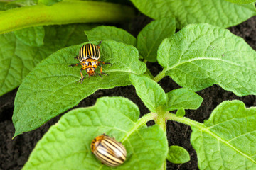 Colorado potato beetle