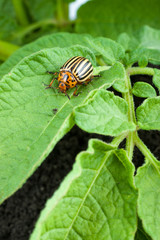 Colorado potato beetle
