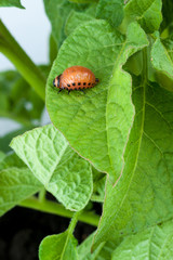 Colorado potato beetle