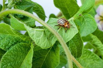 Colorado potato beetle