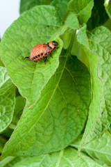 Colorado potato beetle