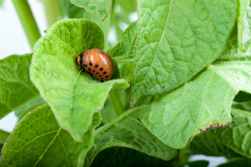 Colorado potato beetle