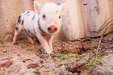 Close-up of a cute muddy piglet running around outdoors on the f