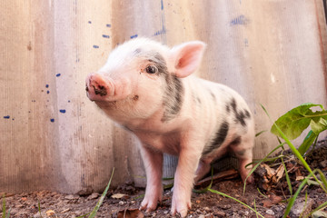 Close-up of a cute muddy piglet running around outdoors on the f © Sergii Figurnyi