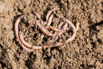 earthworms on soil. macro