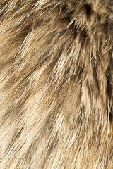 Fototapeta premium background of fur