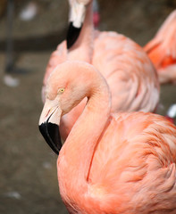 Fototapeta premium Chilean Flamingo (Phoenicopterus chilensis)