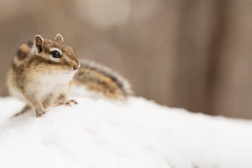 Obraz premium 冬のエゾシマリス