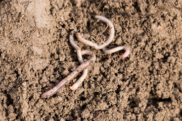 earthworms on soil. macro