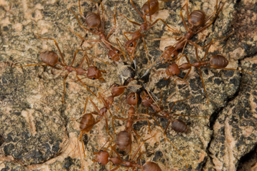 Ant's Competition