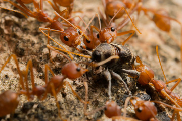 Ant's Competition