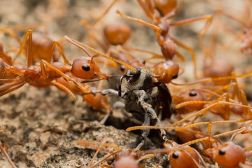 Ant's Competition