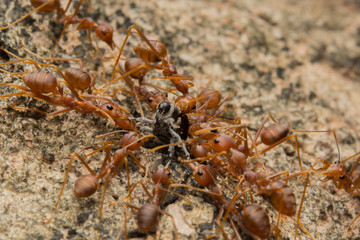 Ant's Competition