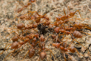 Ant's Competition