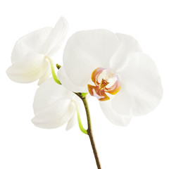 Fototapeta na wymiar Biała orchidea na białym tle.