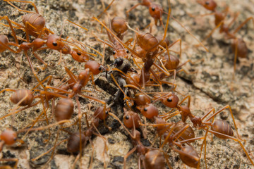 Ant's Competition