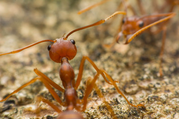 Ant's Competition