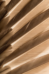 background of feathers